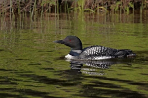 Great Northern Diver (Gavia immer) adult, summer plumage, swimming on lake, North Michigan, U. S. A. june