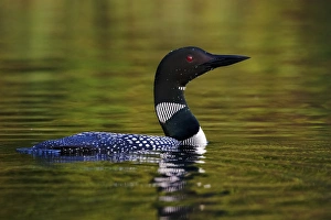 Great Northern Diver (Gavia immer) adult, summer plumage, swimming on lake, North Michigan, U. S. A. june