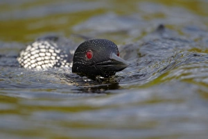 Great Northern Diver (Gavia immer) adult, summer plumage, swimming low in water on lake, North Michigan, U. S. A. june