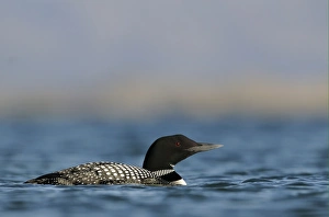 Great Northern Diver (Gavia immer) adult, breeding plumage, swimming on lake, Lake Myvatn, Iceland, June