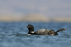 Great Northern Diver (Gavia immer) adult, breeding plumage, swimming with foot raised on lake, Lake Myvatn, Iceland