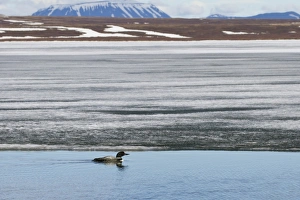 Great Northern Diver (Gavia immer) adult, breeding plumage, swimming on partially frozen lake habitat, Lake Myvatn