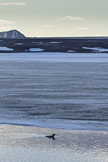 Great Northern Diver (Gavia immer) adult, breeding plumage, swimming on partially frozen lake habitat at dawn
