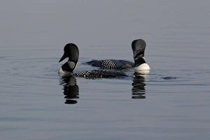 Displays Prints: Great Northern Diver (Gavia immer) adult pair