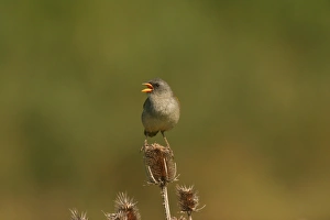 Seed Heads Prints: Great Pampa-finch (Embernagra platensis) adult