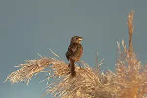 Great Pampa-finch (Embernagra platensis) adult male, singing, Rincon de Cobo, Buenos Aires Province, Argentina, february