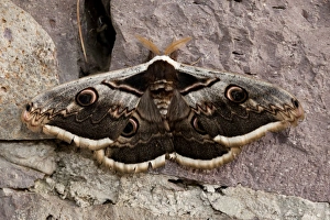 Lesbos Prints: Great Peacock (Saturnia pyri) adult male, resting on rock, Lesvos, Greece, april
