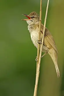 Singing Prints: Great Reed-warbler (Acrocephalus arundinaceus) adult