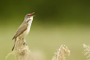 Great Reed-warbler (Acrocephalus arundinaceus) adult, singing, perched on reeds, Bulgaria