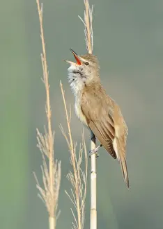 Great Reed-warbler (Acrocephalus arundinaceus) adult, singing, perched on reed stem in reedbed, Lesvos, Greece, may