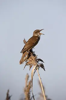 Great Reed-warbler (Acrocephalus arundinaceus) adult, singing, perched on reed, Bulgaria, May