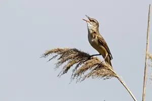 Great Reed-warbler (Acrocephalus arundinaceus) adult, singing, perched on reed, Bulgaria, May