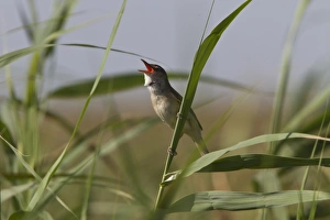Donana Prints: Great Reed Warbler singing - Coto Donana, Spain