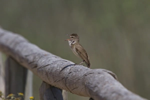 Great Reed Warbler singing - Coto Donana, Spain