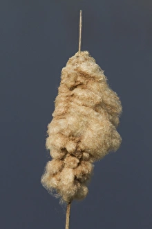 great reedmace or bulrush cottony down fruits