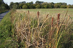 Flowerheads Prints: Great Reedmace (Typha latifolia) flowerheads