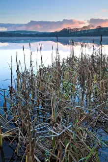 Great Reedmace (Typha latifolia) growing at edge of lake habitat on frosty morning, with mist rising at sunrise