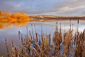 Great Reedmace (Typha latifolia) growing at edge of lake habitat on frosty morning, Lower Tamar Lake, near Kilkhampton