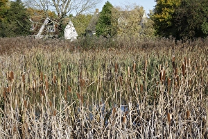 Flowerheads Prints: Great Reedmace (Typha latifolia) mass with flowerheads