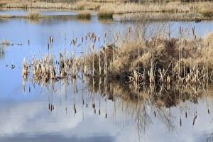 Raised Prints: Great Reedmace (Typha latifolia) seedheads