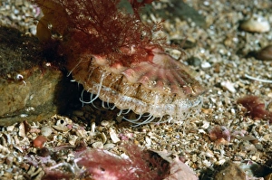 Highland Prints: Great Scallop (Pecten maximus) adult