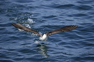 Seabird Prints: Great Shearwater (Puffinus gravis) adult
