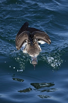 Great Shearwater (Puffinus gravis) adult, feeding at surface of sea, with head submerged, Morocco, November