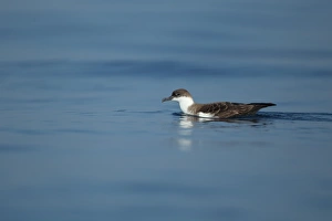 Shearwater Prints: Great Shearwater (Puffinus gravis) adult, swimming at sea, Algarve, Portugal, october
