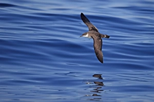 Great Shearwater (Puffinus gravis) adult, in flight over sea, Portugal, October