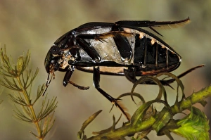 Weeds Prints: Great Silver Beetle (Hydrophilus piceus) adult