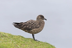 Great Skua (Stercorarius skua) adult, standing on clifftop, Shetland Islands, Scotland, June