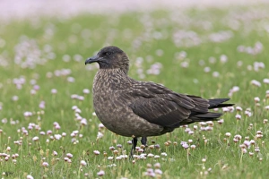 Great Skua (Stercorarius skua) adult, standing amongst flowering Thrift (Armeria maritima), Shetland Islands, Scotland