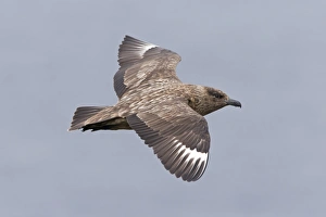 Great Skua (Stercorarius skua) adult, in flight, Shetland Islands, Scotland, June
