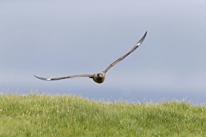 Great Skua (Stercorarius skua) adult, in low flight over grass, Shetland Islands, Scotland, June