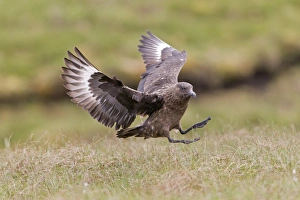 Great Skua (Stercorarius skua) adult, in flight, landing on grass, Shetland Islands, Scotland, June