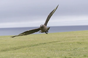 Great Skua (Stercorarius skua) adult, in flight, Shetland Islands, Scotland, June