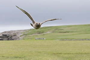 Great Skua (Stercorarius skua) adult, in flight, Shetland Islands, Scotland, June