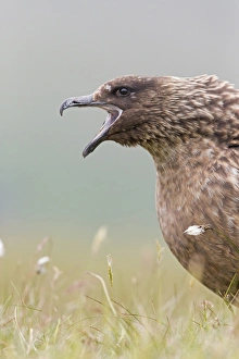 Great Skua (Stercorarius skua) adult, close-up of head and breast, calling, Shetland Islands, Scotland, June