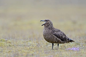 Great Skua (Stercorarius skua) adult, calling, standing on tundra during rainfall, Iceland, June
