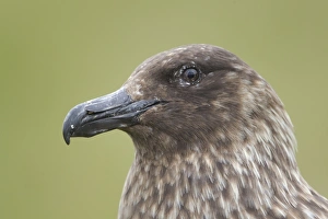 Skua Prints: Great Skua (Stercorarius skua) adult, close-up of head, Shetland Islands, Scotland, june