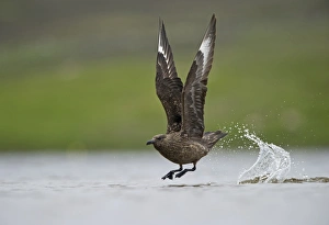 Skua Prints: Great Skua (Stercorarius skua) adult