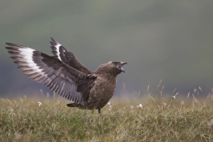 Great Skua (Stercorarius skua) adult, in wing stretch display, Shetland Islands, Scotland, june