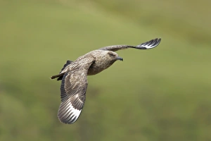Great Skua (Stercorarius skua) adult, in flight, Shetland Islands, Scotland, June