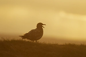 Skua Prints: Great Skua (Stercorarius skua) adult
