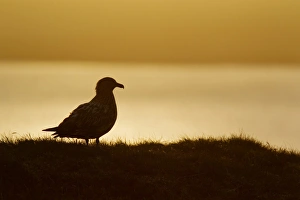 Skua Prints: Great Skua (Stercorarius skua) adult