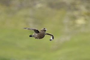 Great Skua (Stercorarius skua) adult, in flight, landing, Shetland Islands, Scotland, June