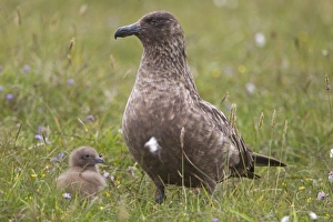 Skua Prints: Great Skua (Stercorarius skua) adult with chick, Shetland Islands, Scotland, june