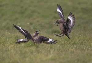 Skua Prints: Great Skua (Stercorarius skua) three adults, fighting, Shetland Islands, Scotland, june