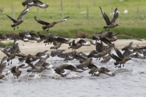 Skua Prints: Great Skua (Stercorarius skua) adults