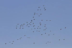 Geese Prints: Great Skua (Stercorarius skua) two adults